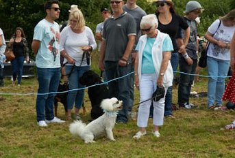 Dogshow at the village fete